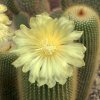 Notocactus_leninghausii_3